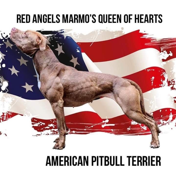 Pitbull adba e ukc cheap