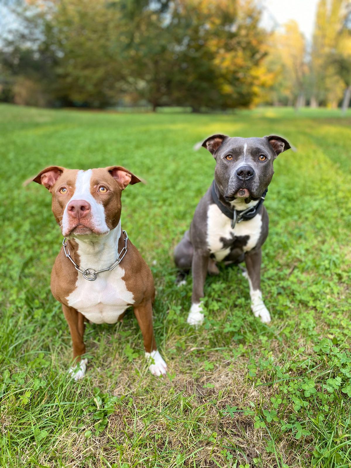 Le differenze tra American pitbull terrier (APBT) e American staffordshire terrier (Amstaff)